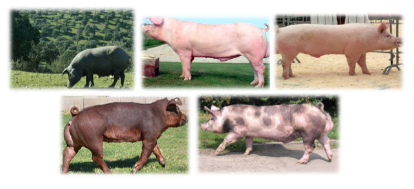 razas de cerdo